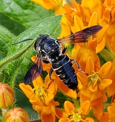 Coelioxys dolichos
