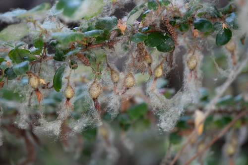 iNaturalist observation photo of Fuchsiaflower Gooseberry