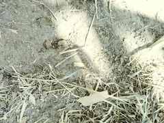 Lepidoptera