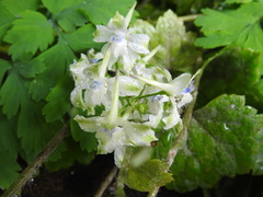 Delphinium leucophaeum