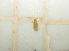 Paralithosia shaowuica