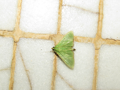 Parotis punctiferalis