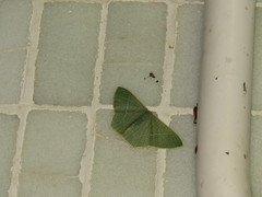 Pelagodes antiquadraria