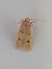 Carolana ascriptella