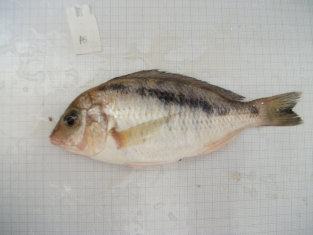 Happy (Mylochromis anaphyrmus) — Cichlidae