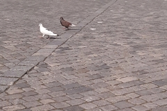Columba livia domestica