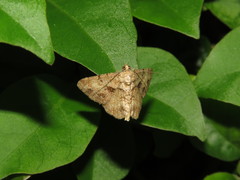 Psilalcis galsworthyi