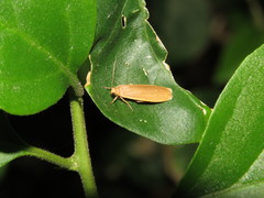 Danielithosia immaculata