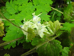 Delphinium leucophaeum