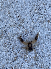 Xysticus texanus