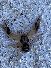 Xysticus texanus