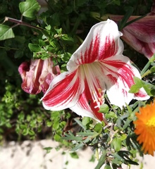 Hippeastrum vittatum