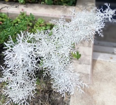 Senecio leucostachys