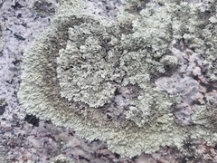 Arctoparmelia centrifuga