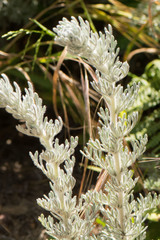Artemisia pycnocephala