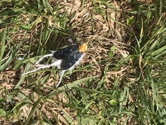 Cerogenes auricoma