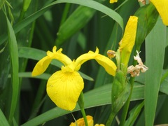 Iris pseudacorus