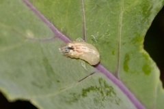 Syrphidae