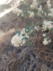 Ceanothus fendleri