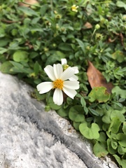 Bidens alba
