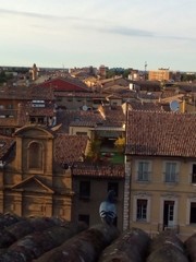 Columba livia domestica
