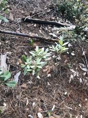 Chrysolepis sempervirens