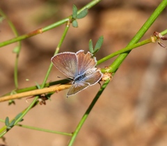 Leptotes marina