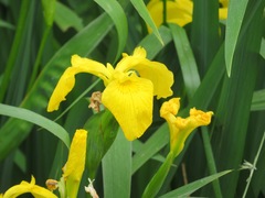 Iris pseudacorus