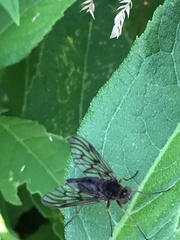 Chrysopilus andersoni