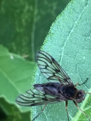 Chrysopilus andersoni