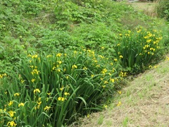 Iris pseudacorus