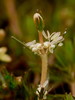 Myriophyllum pedunculatum novae-zelandiae - Photo (c) harrylurling, some rights reserved (CC BY-NC), uploaded by harrylurling