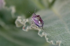 Dolycoris baccarum