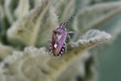 Dolycoris baccarum