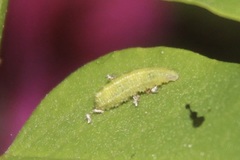 Syrphidae
