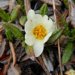 Dryas ajanensis
