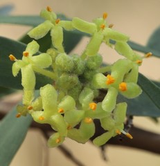 Pimelea microcephala
