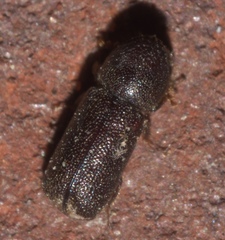 Prostephanus punctatus