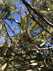 Amphibolips trizonata