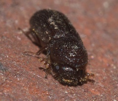 Prostephanus punctatus