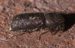 Prostephanus punctatus