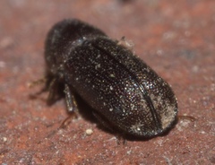 Prostephanus punctatus