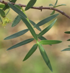 Pimelea microcephala