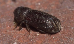 Prostephanus punctatus