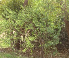 Pimelea microcephala