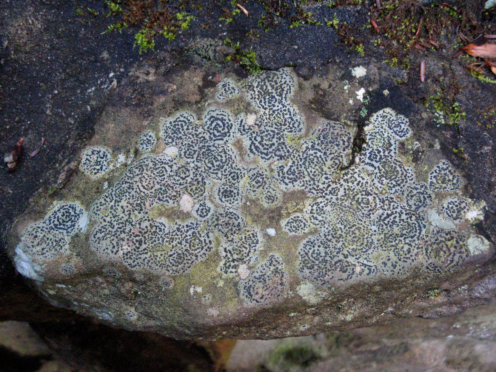 Porpidia image