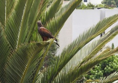 Parabuteo unicinctus