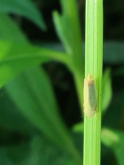 Sorhoanus orientalis
