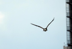 Parabuteo unicinctus