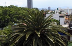 Parabuteo unicinctus